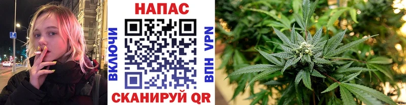 Канабис гибрид  Лодейное Поле 